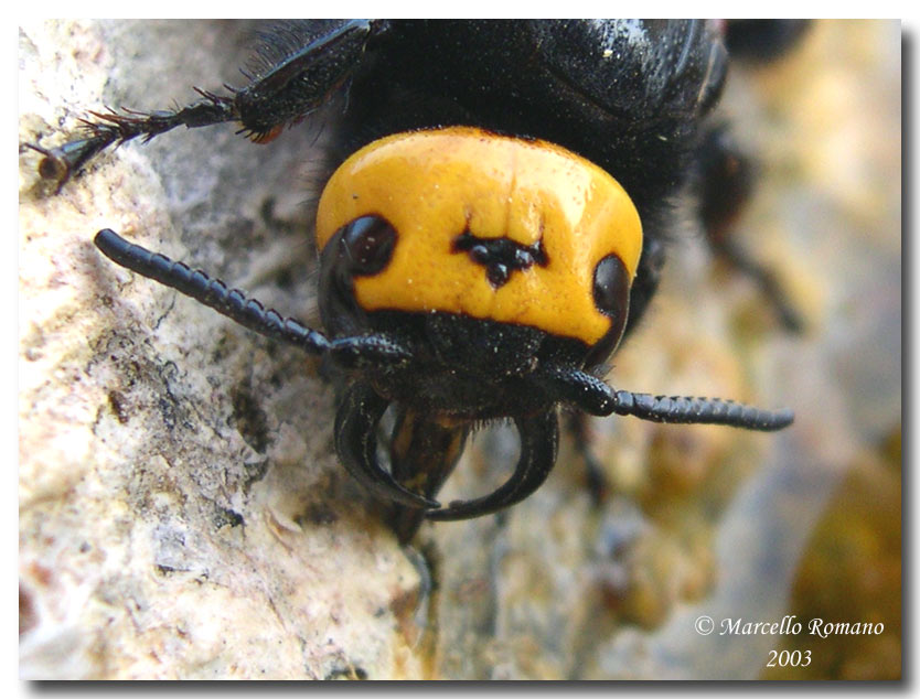 Scolia flavifrons e Scolia hirta (Hymenoptera)